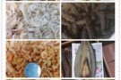 纯东北大连海参各种海鲜干懂的来
