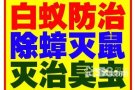 专业团对机器杀臭虫！蟑螂！白蚁！蚂蚁！老鼠，蚊蝇杀绝后付款！！全岛价格最低！ 