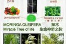 MORINGA   神奇辣木瓶中钻