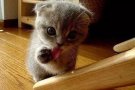 常年回收出售小猫