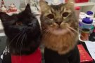 诚意领养/购买一只小奶猫