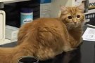 粉嫩粘人小公猫找媳妇