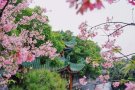 长期伴侣
