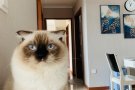 布偶王子小猫咪求偶