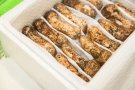 这里有大闸蟹和空运松茸 喜欢联系
