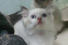 双色布偶弟弟$1288 山猫布偶妹妹$888 蓝猫弟弟$999微信yy0302068 WhatsApp865203