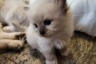 宠物-布偶猫有偿领养