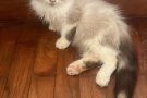 可爱猫咪有偿领养