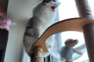 免费领养猫咪