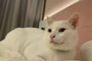 免费领养白色可爱猫咪
