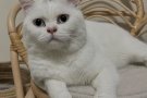 宠物：英短品种！领养