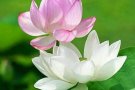 [烟花][烟花][烟花]海军部地铁附近大主人房从7月26号出租，长，短，日租，钟点都可以，随时看房以订金为准，还有招2位