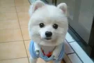本土公司，大量一手新单。专业办理新加坡劳务!欢迎加入QQ微信:873474650