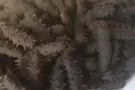 纯东北海参，懂的来
