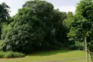 武吉巴督经验丰富老师教授英文