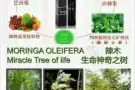 MORINGA   神奇辣木瓶中钻