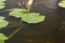 大牌778海军部