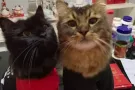 诚意领养/购买一只小奶猫