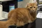 粉嫩粘人小公猫找媳妇