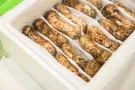 这里有大闸蟹和空运松茸 喜欢联系