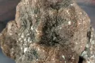 野生虎奶