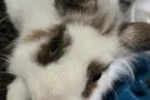 狮头兔