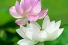 [烟花][烟花][烟花]海军部地铁附近大主人房从7月26号出租，长，短，日租，钟点都可以，随时看房以订金为准，还有招2位