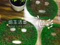 純天然海藻面膜