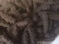 纯东北海参，懂的来