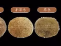 豪豬棗(箭豬棗) 來自大馬箭豬棗 有意請聯絡98930070 