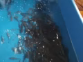 投資室內順克成功養殖