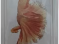 ??福利来啦，出售iphone 6S plus 64GB 9.9999新