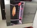 喜欢养鱼的朋友们欢迎看过来