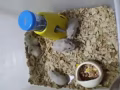 免費贈送小倉鼠