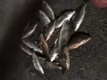 賣10條自己釣的魚