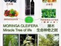 MORINGA   神奇辣木瓶中鑽