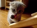 常年回收出售小猫