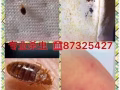 专业杀虫、机器喷杀无死角、臭虫、蟑螂、白蚂蚁