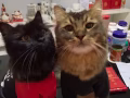 诚意领养/购买一只小奶猫
