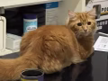 粉嫩粘人小公猫找媳妇