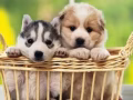 全岛遛狗 铲屎官日常 喂猫 喂鱼喂宠物 解决铲屎官出国或长时间不在SG的烦恼