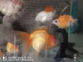 魚缸加金魚