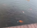家庭保姆