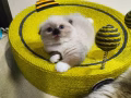 一个月多大的猫咪！有偿出售