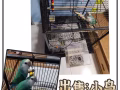 轉讓兩隻鸚鵡🦜