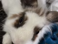 獅頭兔