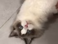 亲子好陪伴 111小猫咪