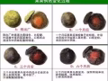 四季優美（隨便果）¥22