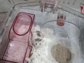 公婆鼠