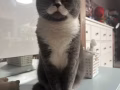 折耳英短猫